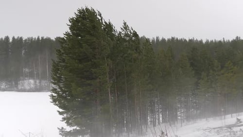 Wide shot of a grove of pine trees in a nordic boreal forest being punished by heavy snowfall and st