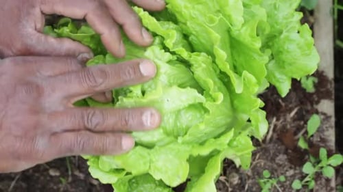 Fresh Lettuce Growing in a Garden Bed