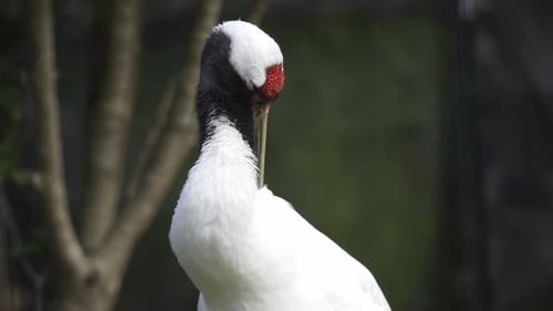 Nahaufnahme eines japanischen Kranichs, der sich in einem Zoo in Toyohashi City selbst reinigt
