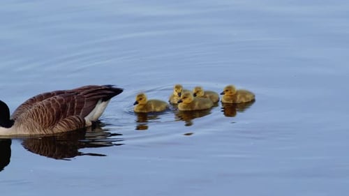 Goslings swim and snack in slow motion with adult geese keeping close watch.