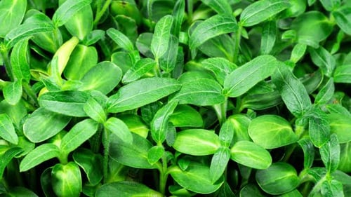 Fresh Green Sprouts Seedlings Agriculture