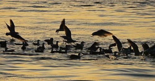 Black-headed gulls fishing at sunset, Mediterranean sea, France