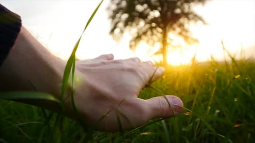 Persons Hand Touching Grass Field Outdoors in Nature at Sunset in Slow Motion
