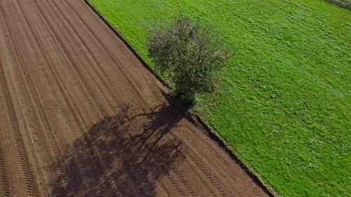 Lone tree in farmland, green meadow and brown, ploughed field, aerial view, serenity, peace and tran