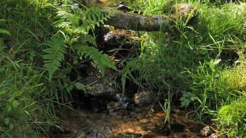 Gros plan : un magnifique ruisseau au Royaume-Uni, en été, avec de l'eau douce, des rapides, des cascades, une rivière qui coule