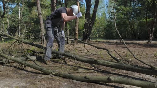 Leñador corta un árbol en el bosque