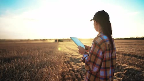Woman Agronomist Farmer Stands and Holds Tablet in Her Hands Checks Harvest in Wheat Field Modern