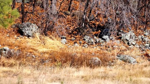 Coyote Moving Among Rocks in a Natural Habitat
