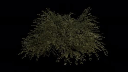 Realistic Animated Bush Swaying with Green Leaves Alpha