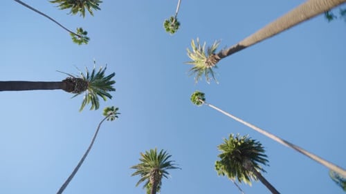 Beautiful Palm Trees Strikingly Set Against a Clear Blue Sky in Beverly Hills