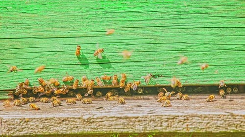 Close up shot of a honey bees swarming around a green beehive box at daytime in timelapse.