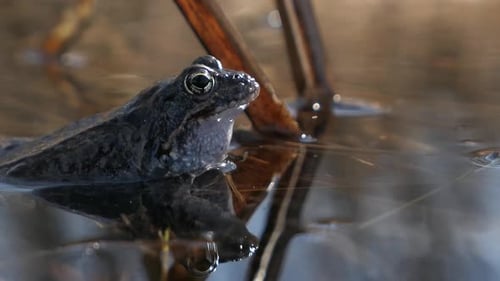 Toad frog moving eyes in funny way and croaking in water, close up