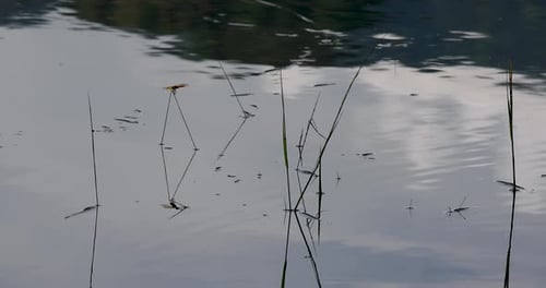 Grass Reeds on the Surface of a Lake Growing with Ripples and Reflections in Thailand.