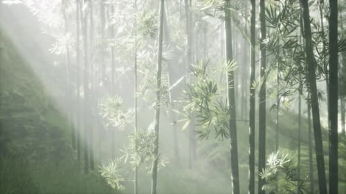 A Dense Bamboo Forest with Towering Green Trees