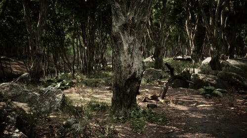 Beautiful Summer Forest with Different Trees