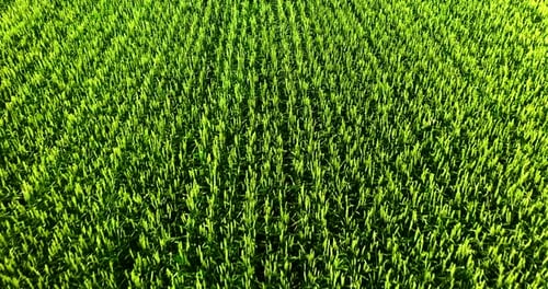Aerial View of Green Agricultural Field