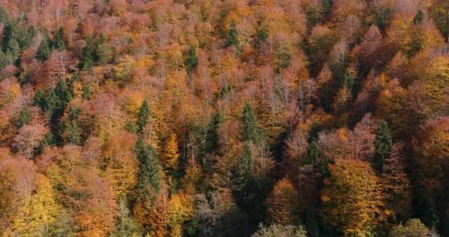 Aerial View of Colorful Autumnal Forest