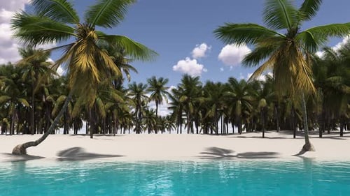 Relax on the shore of a tropical beach among palm trees and a turquoise sea.