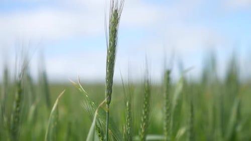 Tilt Shot: Wheat Plant in Flourishing Wheat Farm.