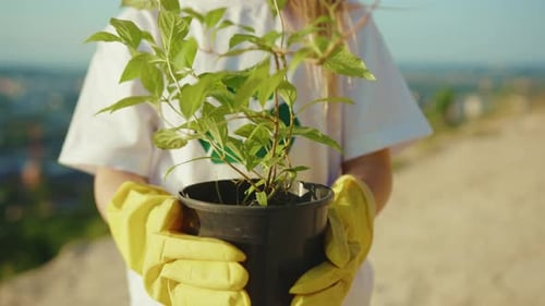 Close Up Hands Holding Young Tree Plant Landscape on the Background Leaf Earth Agriculture Nature