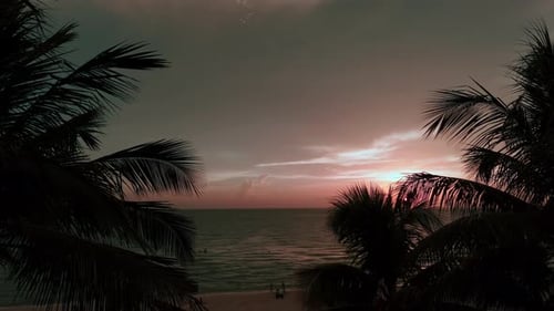 Move Aerial Footage Silhouette of Palm Trees on Beach at Colorful Sunset Time