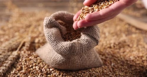 Woman pouring wheat grains into burlap sack at table, closeup