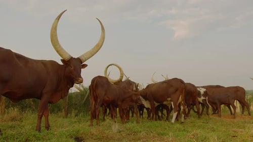 General shot of a herd of ankole watusi cows grazing and eating in a green pasture in Uganda. High q