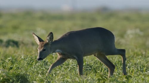 Common wild roe deer perfect closeup on meadow pasture autumn golden hour light