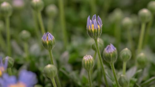 African Daisies Blooming in a Time Lapse