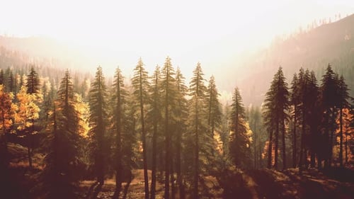 Forêt à feuilles persistantes lumineuse dans les montagnes au coucher du soleil