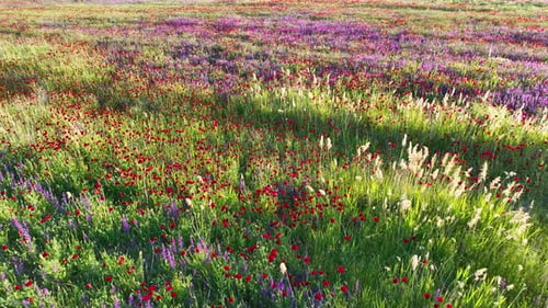 Orchids And Poppies In A Field Of Wildflowers 2