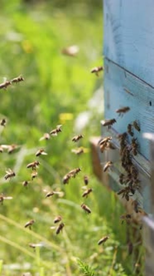Bees flying to and from a blue beehive