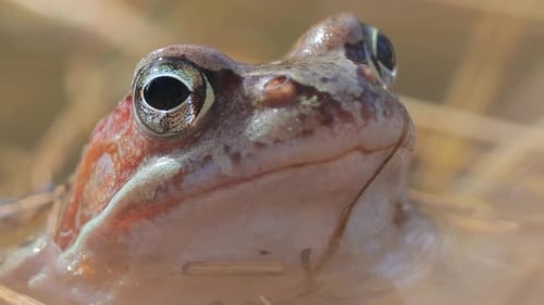 Brown frog (Rana temporaria) close-up in a pond.