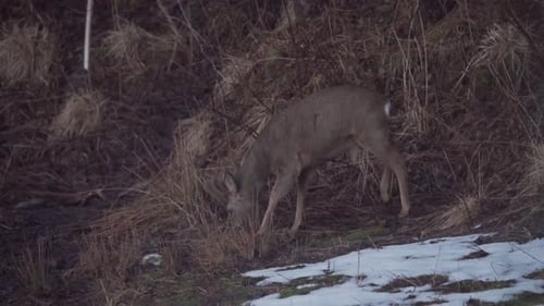 Hungry Juvenile Roe Deer Looking For Food On Mountains With Dry Grass During Winter. Close Up