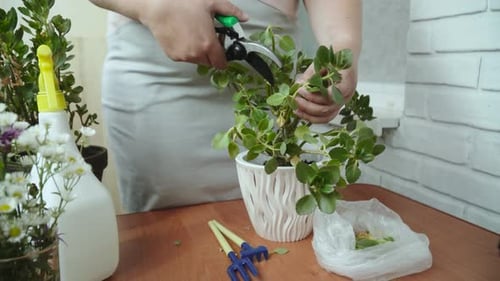 Unerkennbare Frau, die Zimmerpflanzen mit Gartenschere beschneidet