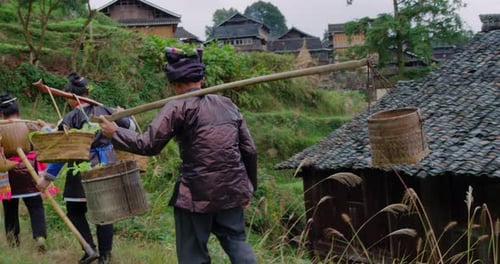 Chinese Farmers Harvesting Choy Sum in Jitang