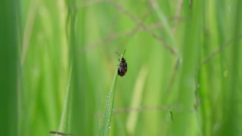 Macro Life in Morning Paddy Field — Kollektion mit Insekten, Tautropfen und Reishören
