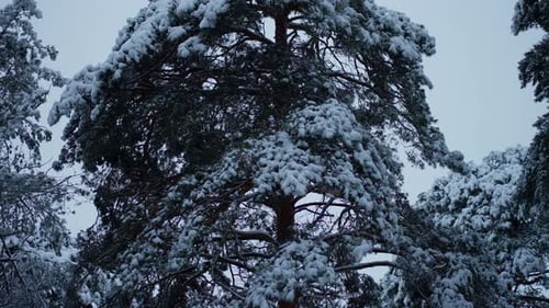 Winter Covers the Trees with Snow