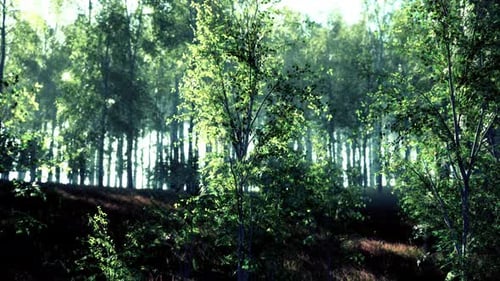 Birch Forest in Sunlight in the Morning
