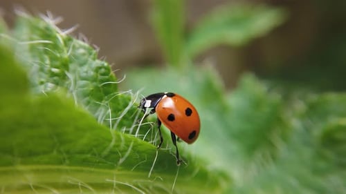 view of a ladybird crawling on a green plant.