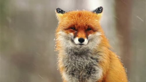 Cinematic View Of Fox, Wildlife In Deep Forest