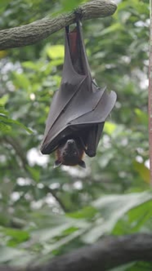 Giant Bat Hanging Upside Down in Lush Green Forest