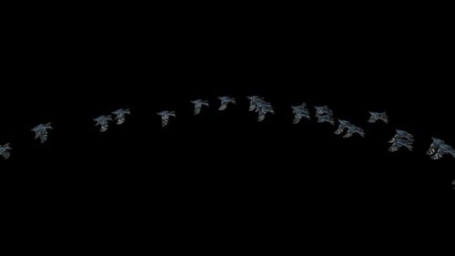 Flying Flock of Birds Loop Animation with Alpha Channel