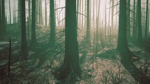 Une forêt pleine de grands arbres
