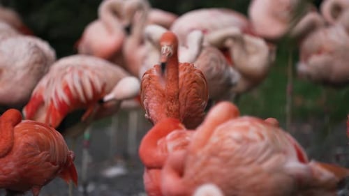 Colonia de flamencos de hermosos colores