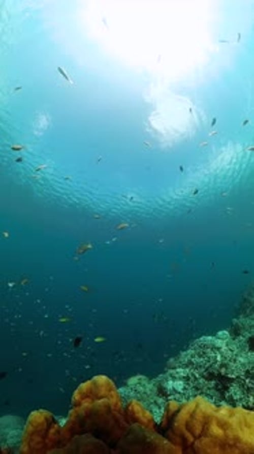 Colorful Fish Swim Around Tropical Coral Reef