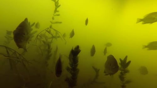 School Of Fish Swimming Through Seaweed In The Ocean - underwater shot