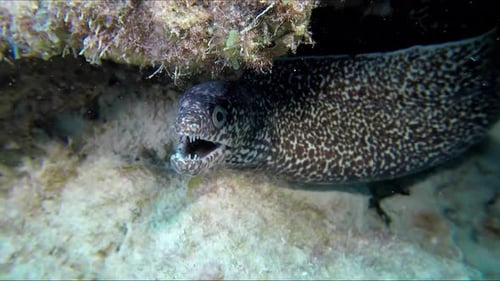 Moray eel under the rocks. Close up view