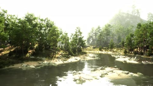 A River Running Through a Forest Filled with Trees