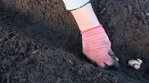 Close Up View of Tulips Bulbs and Hand A Hand Plants a Row of Tulips Bulbs in the Soil in a Flower